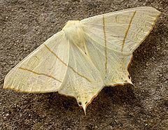 Swallow-tailed moth Swallowtailed moth Wikipedia