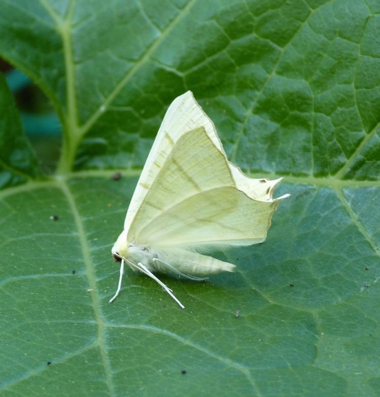 Swallow-tailed moth Swallowtailed moth Wild Hastings