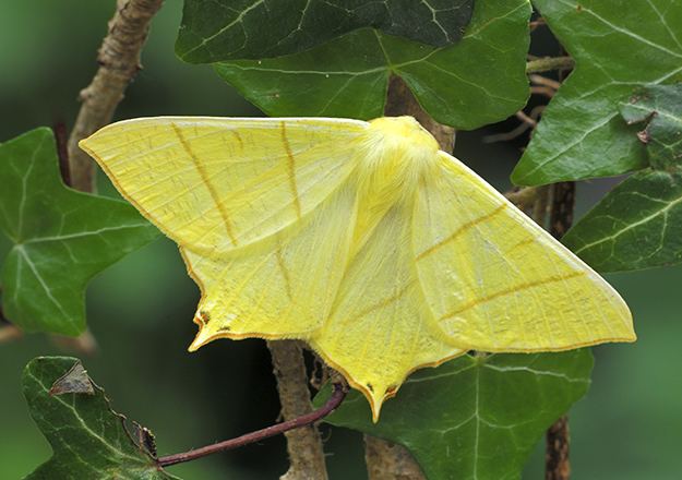 Swallow-tailed moth Butterfly Conservation Swallowtailed Moth