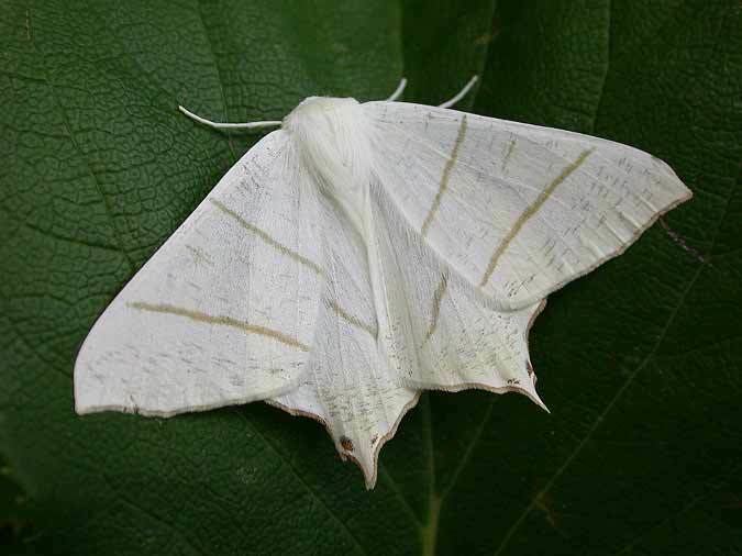 Swallow-tailed moth 1922 Swallowtailed Moth Geometridae Ourapteryx sambucaria