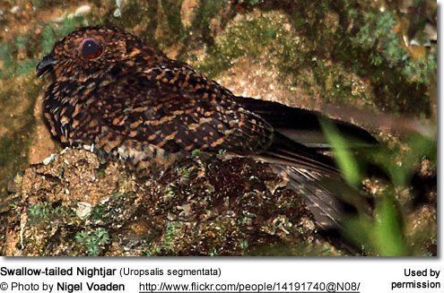 Swallow-tailed nightjar Swallowtailed Nightjar Uropsalis segmentata