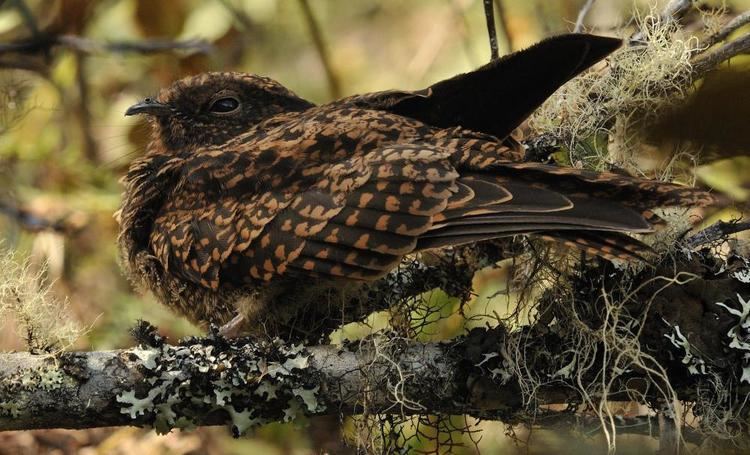 Swallow-tailed nightjar Swallowtailed Nightjar Uropsalis segmentata videos photos and