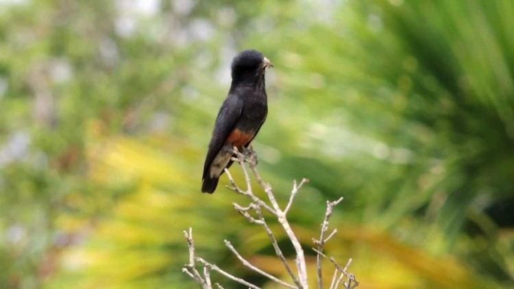 Swallow-winged puffbird Swallowwinged Puffbird Chelidoptera tenebrosa puffbirds YouTube