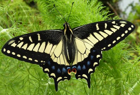 Swallowtail butterfly Anise Swallowtail butterfly Papilio zelicaon