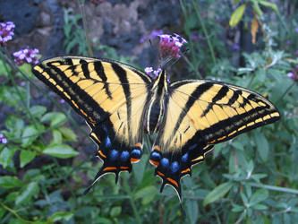 Swallowtail butterfly tolweborgtreeToLimagespterourusmulticaudatasfr