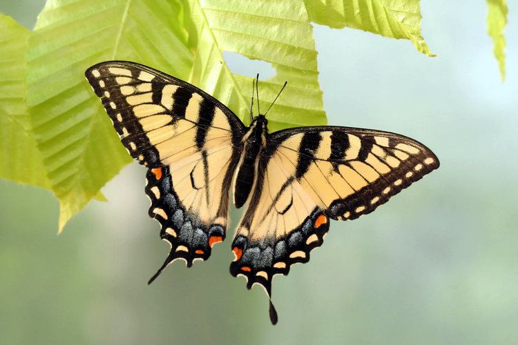 Swallowtail butterfly Appalachian tiger swallowtail butterfly is a hybrid of two other