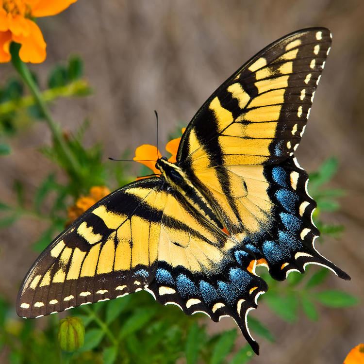 Swallowtail butterfly The Tiger Swallowtail Butterfly ThingLink