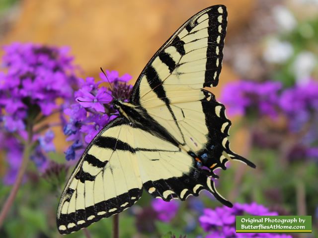 Swallowtail butterfly Eastern Tiger Swallowtail Butterfly size colors life span host