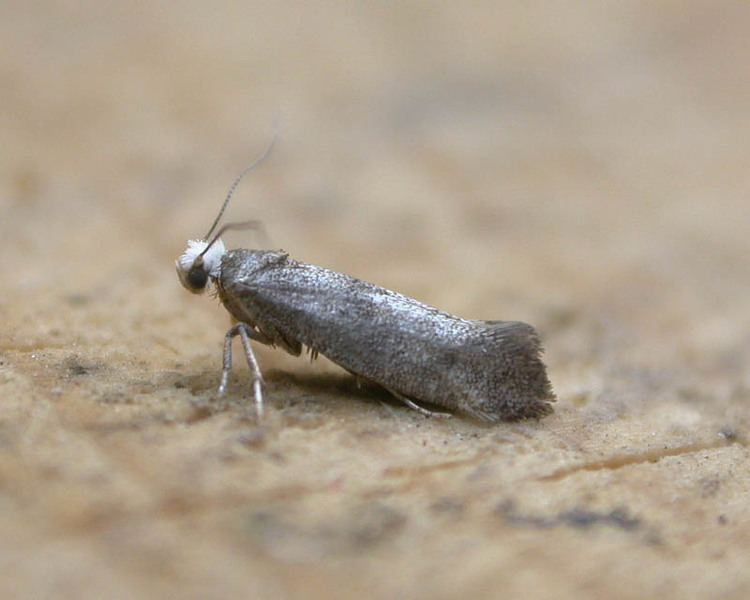 Swammerdamia Swammerdamia pyrella UKMoths