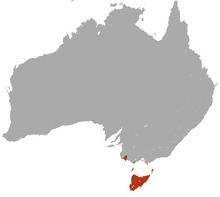 Swamp antechinus httpsuploadwikimediaorgwikipediacommonsthu