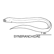 Swamp eel fishesofaustralianetauimagesfamilysynbranchid