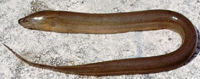 Swamp eel Invasion Biology Introduced Species Summary Project Columbia