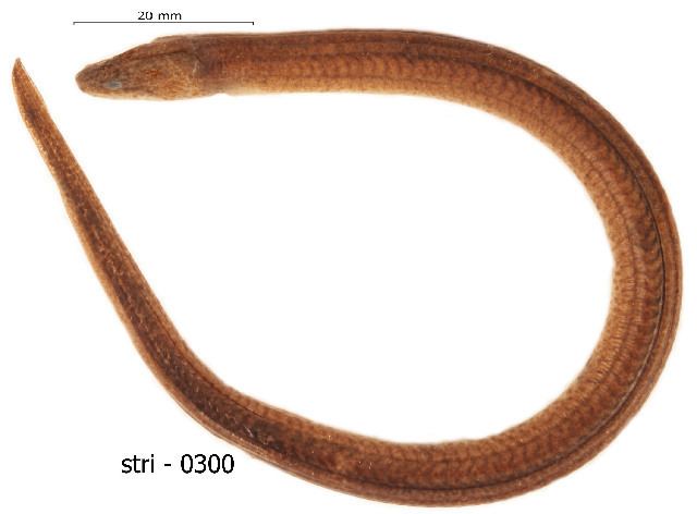 Swamp eel BOLD Systems Taxonomy Browser Synbranchidae family