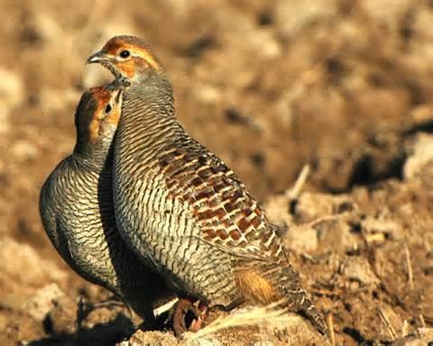 Swamp francolin More on Francolinus gularis Swamp Francolin