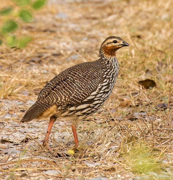 Swamp francolin Oriental Bird Club Image Database Swamp Francolin Francolinus