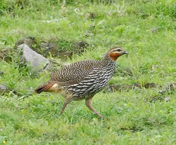 Swamp francolin Oriental Bird Club Image Database Swamp Francolin Francolinus