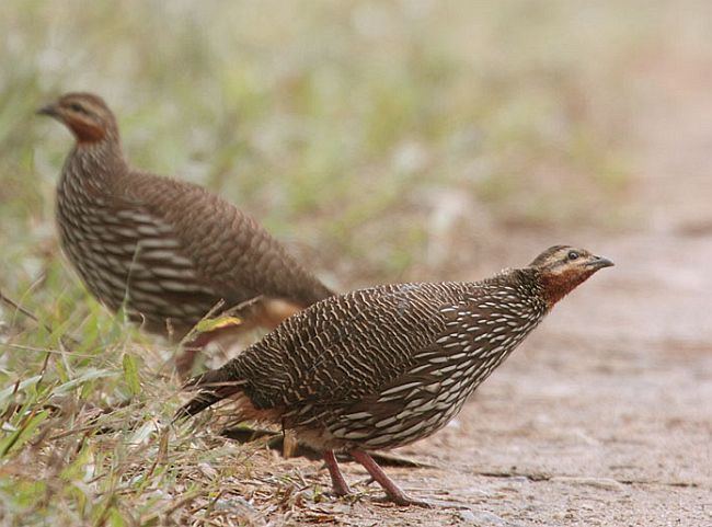 Swamp francolin Oriental Bird Club Image Database Swamp Francolin Francolinus