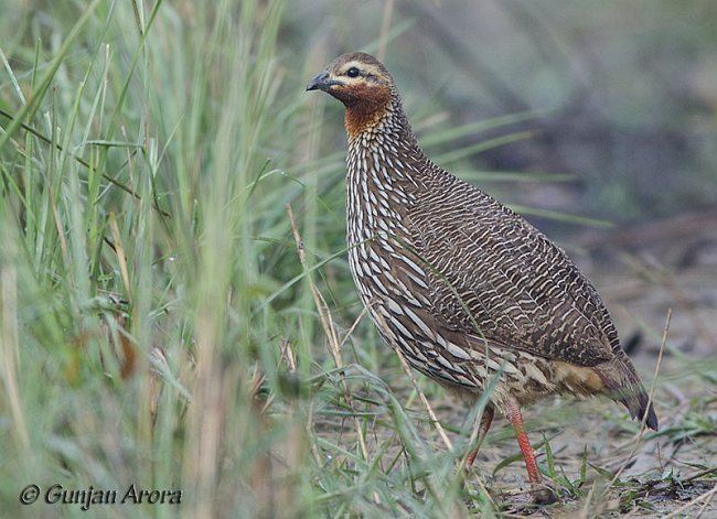 Swamp francolin - Alchetron, The Free Social Encyclopedia