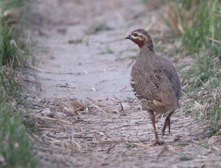 Swamp francolin Birds of India Swamp Francolin Francolinus gularis Phasianidae