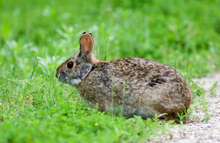 Swamp rabbit Swamp Rabbit MDC Discover Nature