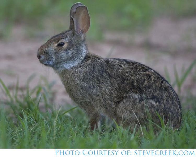 Swamp rabbit Rabbit Louisiana Department of Wildlife and Fisheries