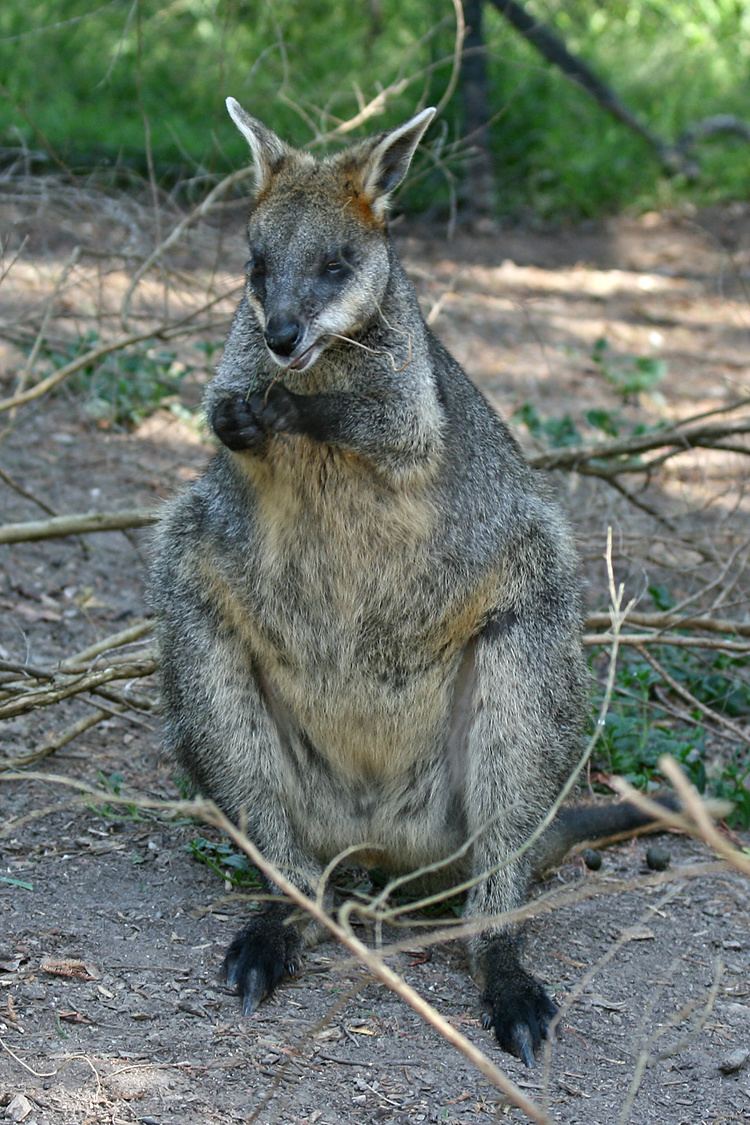 Swamp Wallaby - Alchetron, The Free Social Encyclopedia