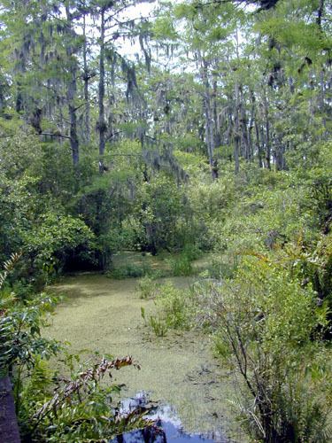 Swampland in Florida