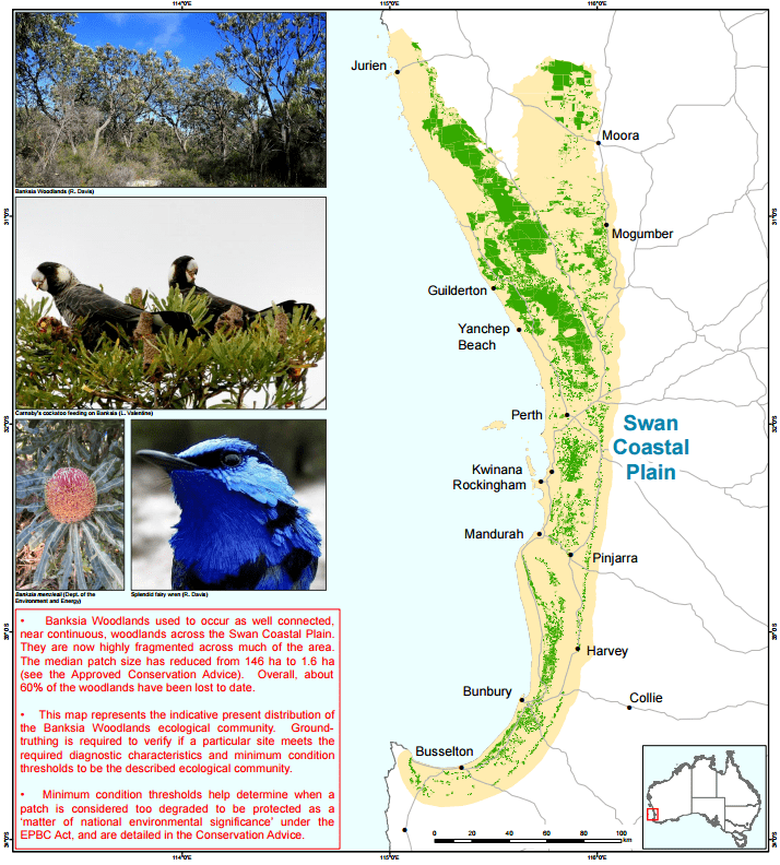 Swan Coastal Plain ThreatenedSpecies of the Week Banksia Woodlands of the Swan Coastal