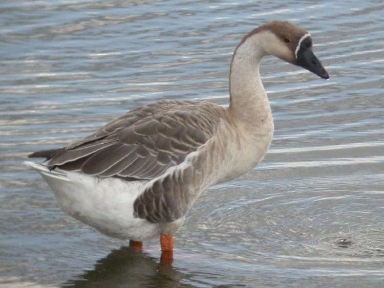 Swan goose Domestic geese gobirdingeu