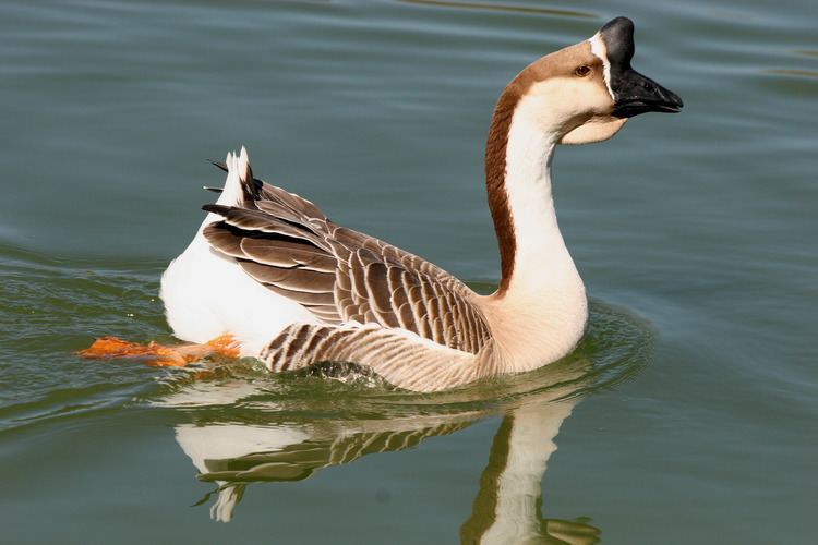 Swan goose Swan Goose Anser cygnoides