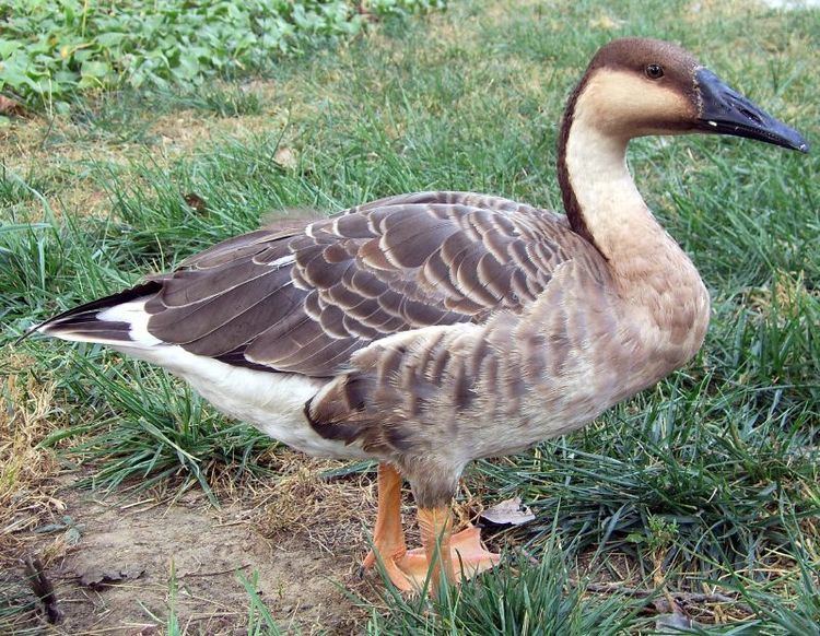 Swan goose httpsuploadwikimediaorgwikipediacommons88