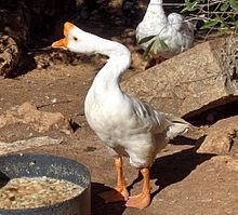 Swan goose Swan goose Wikipedia