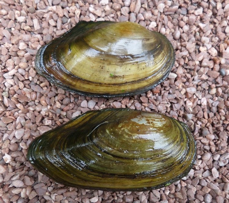 Swan mussel httpsuploadwikimediaorgwikipediacommons88