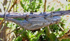 Swartberg dwarf chameleon httpsuploadwikimediaorgwikipediacommonsthu