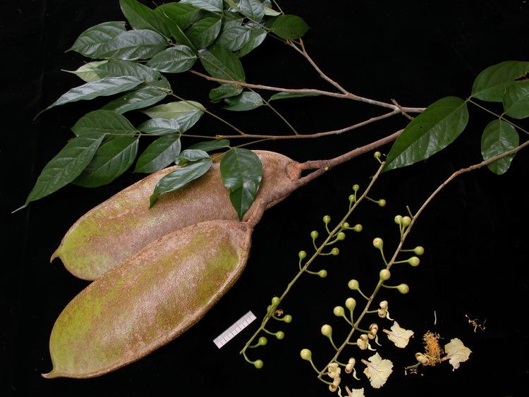 Swartzia Smithsonian Tropical Research InstituteSwartzia panamensis