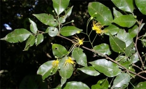 Swartzia Swartzia arborescens Useful Tropical Plants