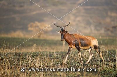 Swayne's hartebeest Photos and pictures of Senkele The Africa Image Library