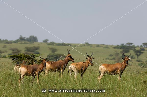 Swayne's hartebeest Photos and pictures of Swayne39s hartebeest Alcelaphus buselaphus