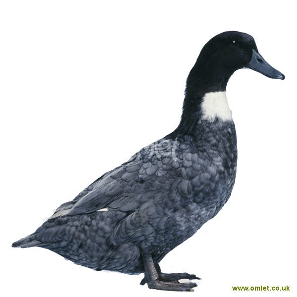 Swedish Blue Swedish For Sale Ducks Breed Information Omlet