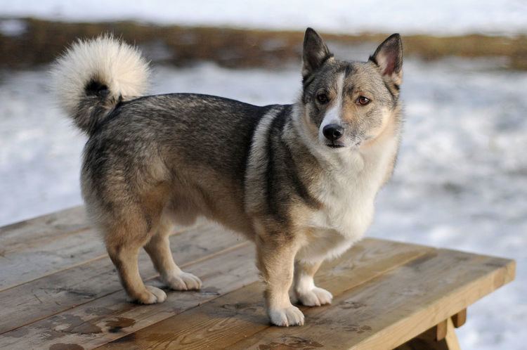 Swedish Vallhund Swedish Vallhund Wikipedia