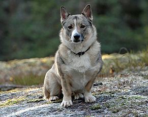 Swedish Vallhund Swedish Vallhund Wikipedia