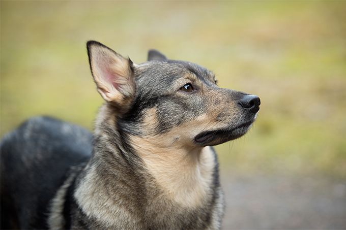Swedish Vallhund Swedish Vallhund Dog Breed Information Pictures Characteristics