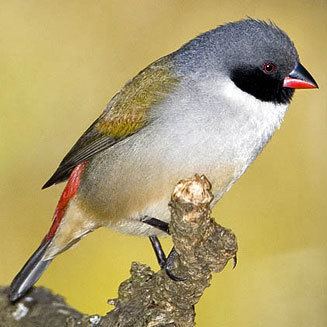 Swee waxbill melanotis Swee waxbill