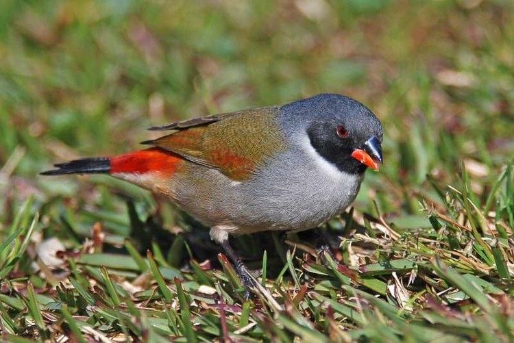 Swee waxbill Swee Waxbill