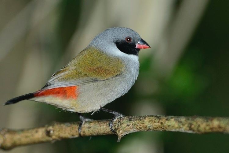 Swee waxbill Swee Waxbill