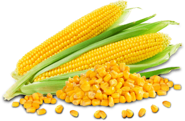 Sweet corn Sweet Corn Ansfoods
