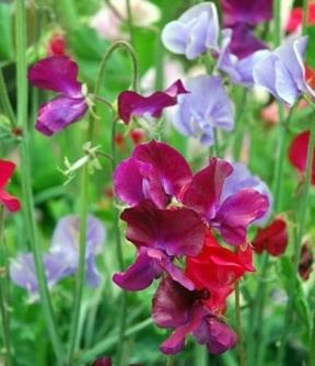 Sweet pea Sweet Pea HowStuffWorks