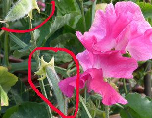 Sweet pea How to Grow Sweet Peas