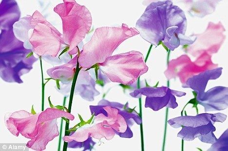 Sweet pea Scents and sensibility How to harvest the sensuous smell of a