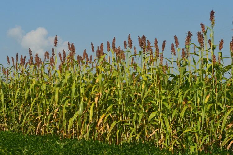 Sweet sorghum Sweet sorghum production guide released LSU AgCenter